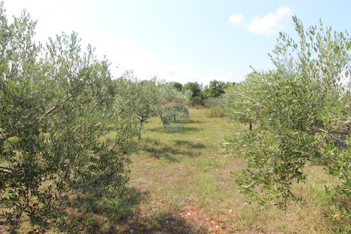 Pozemek Na prodej - Istarska Vodnjan - foto 4/8