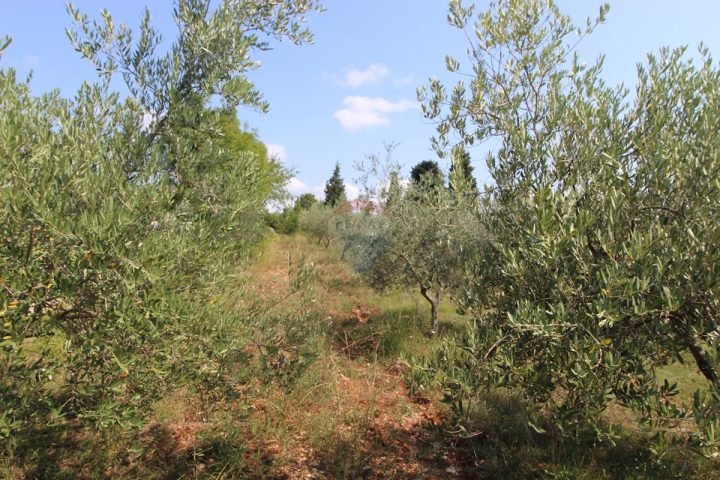 Pozemek Na prodej - Istarska Vodnjan - foto 5/8