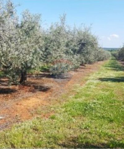Parcela na predaj 10557 m² – Poreč