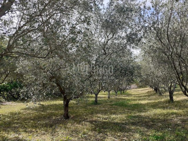 Parcela na predaj 605 m² – Poreč