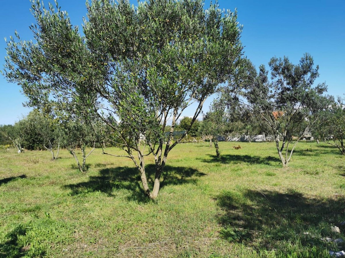 Land For sale - ZADARSKA PAŠMAN