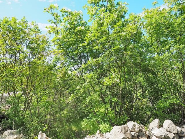 Terrain à vendre 46100 m² – Krk