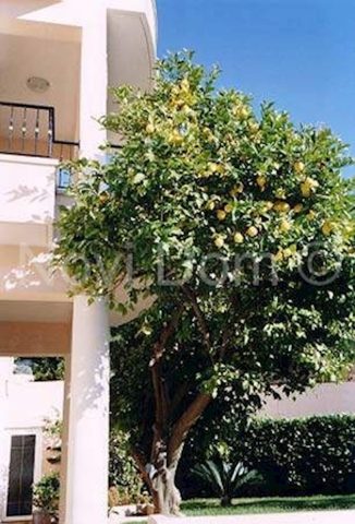 Appartement À vendre - Splitsko-dalmatinska Podgora - foto 3/19