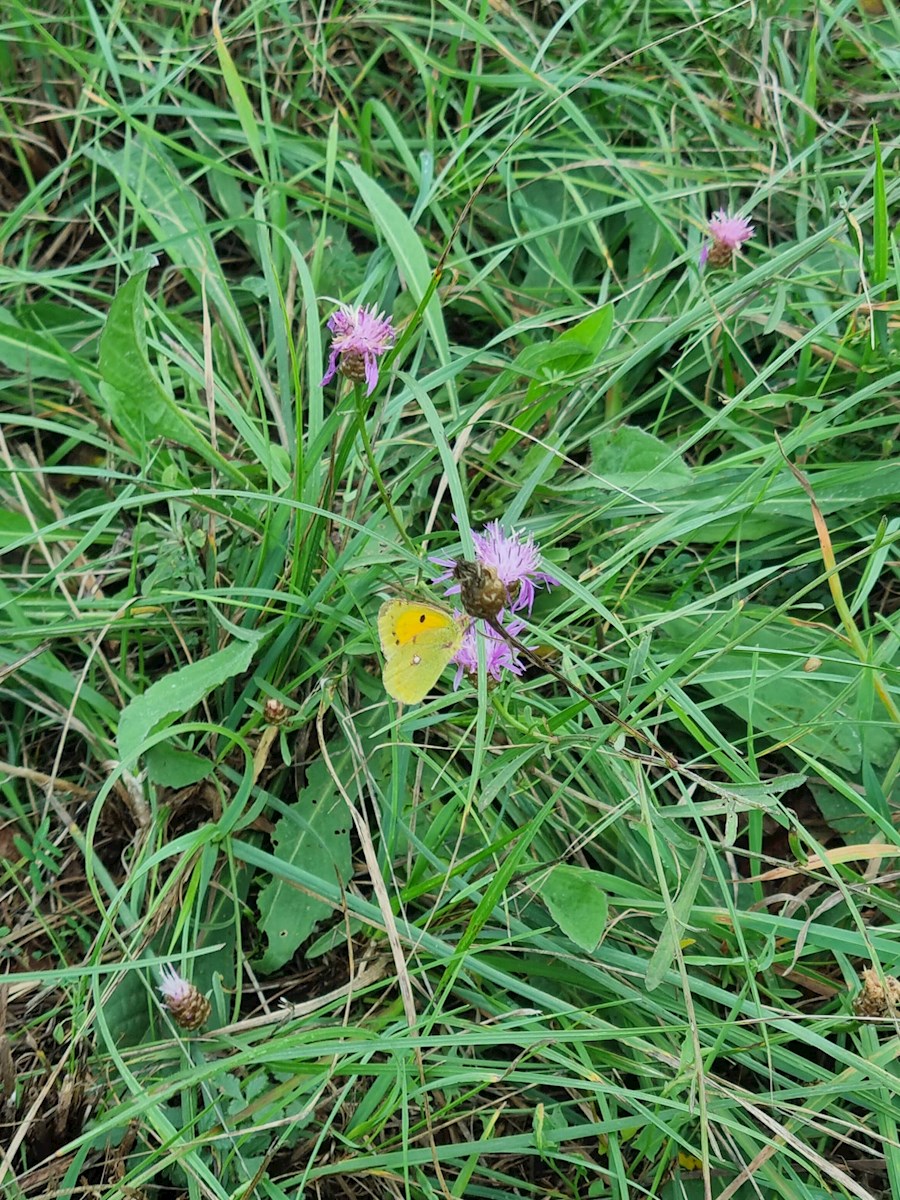 Terreno In vendita - ISTARSKA PULA