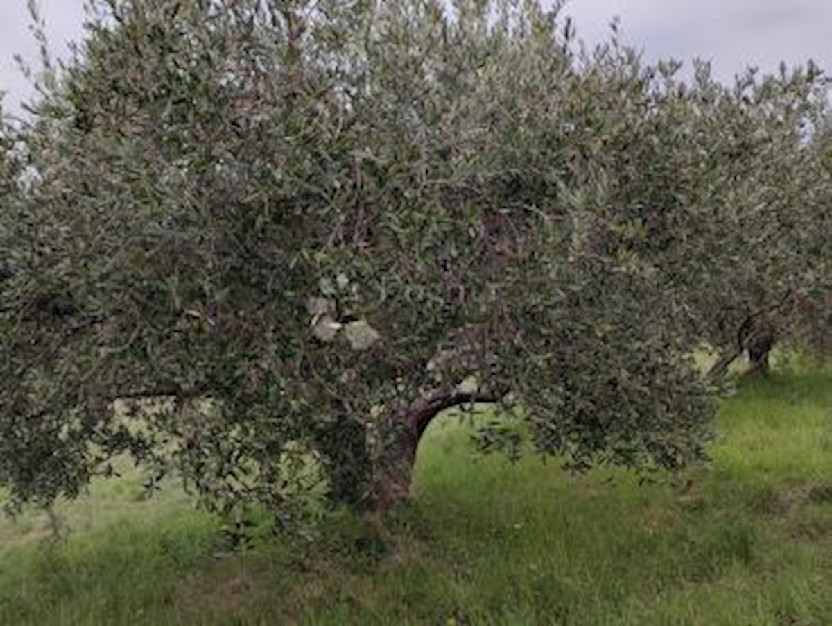 Pozemek Na prodej - ISTARSKA UMAG