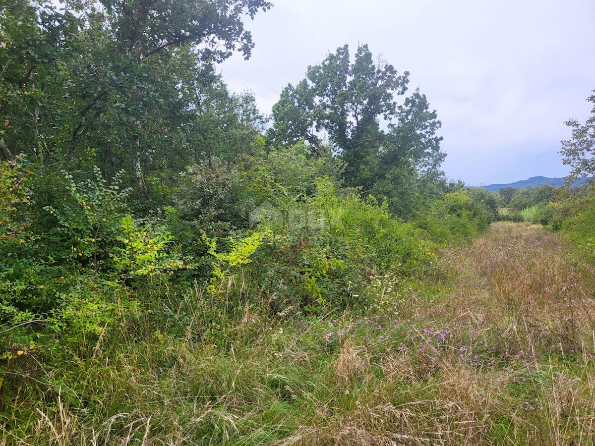 Land For sale - ISTARSKA BUZET