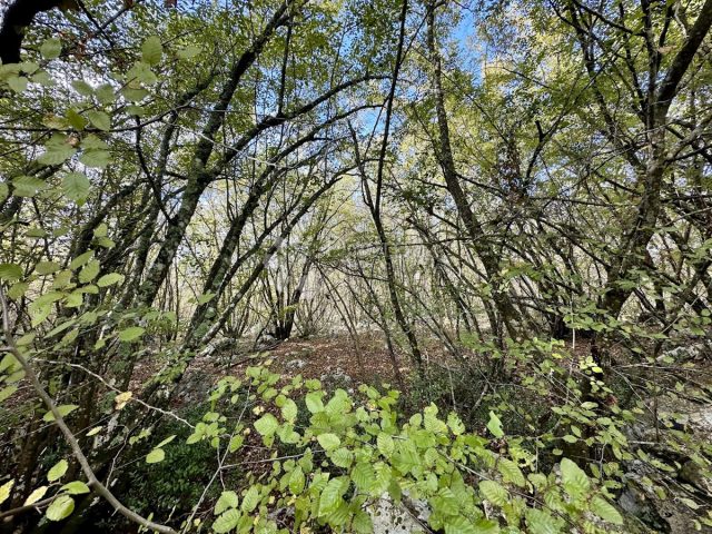 Land for sale – Zidarići