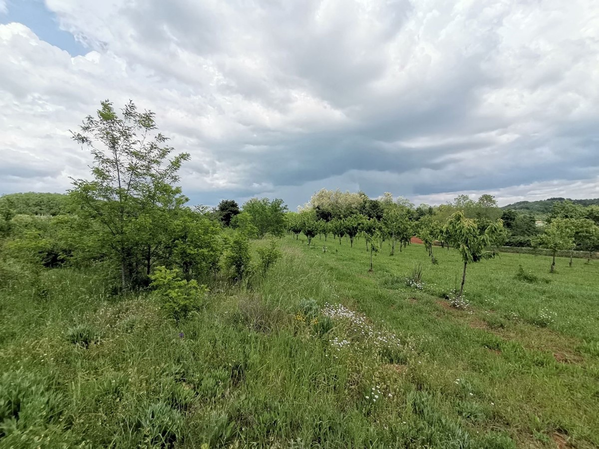 Land For sale - ISTARSKA VIŽINADA