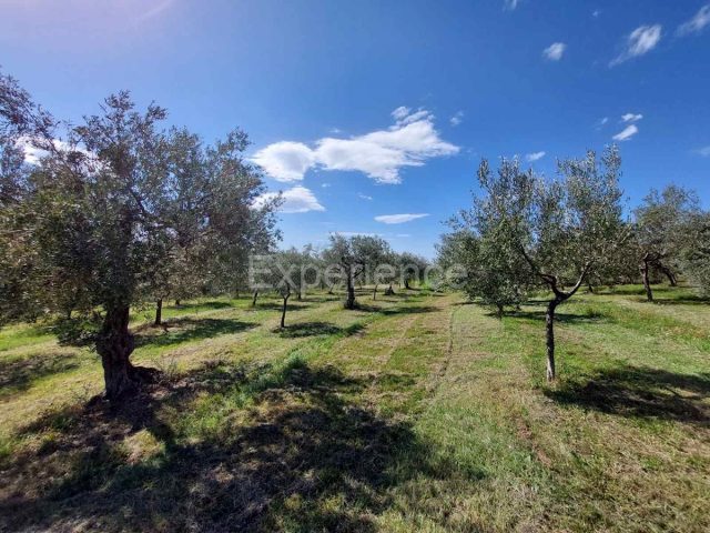 Terreno In vendita - Istarska Buje - foto 4/15