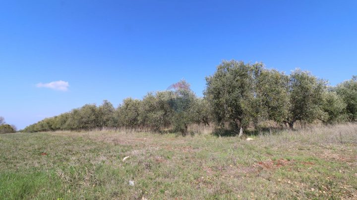 Land for sale 17136 m² – Kaštelir