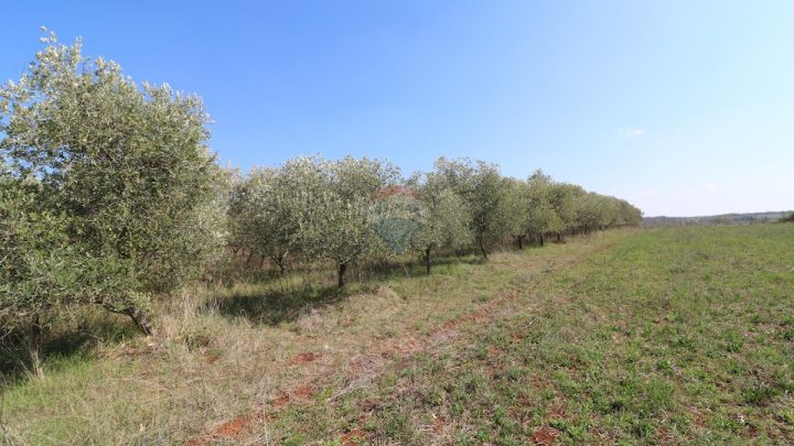 Parcela Naprodaj - Istarska Kaštelir - foto 2/4