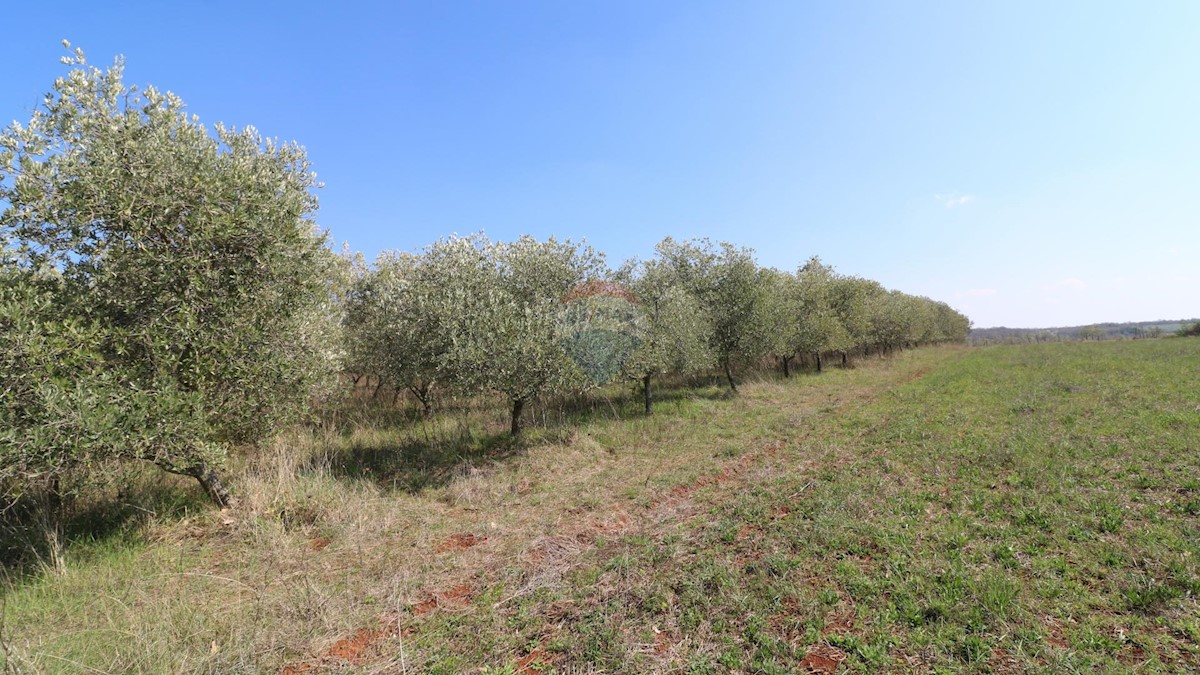 Land For sale - ISTARSKA KAŠTELIR