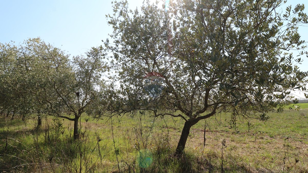 Land For sale - ISTARSKA KAŠTELIR