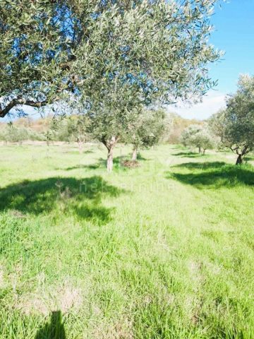 Pozemek na prodej 16169 m² – Bale
