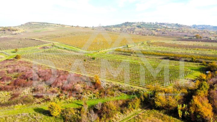 Parcela na predaj 7600 m² – Buje