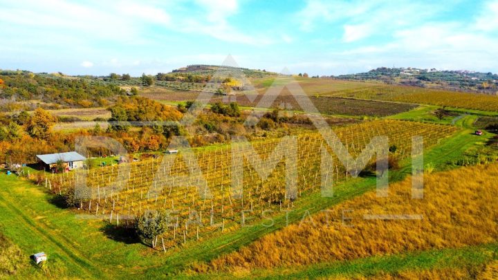 Pozemok na predaj 10720 m² – Buje