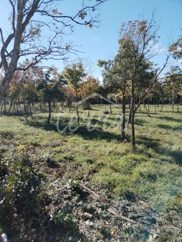 Parcela Naprodaj - Istarska Barban - foto 3/6