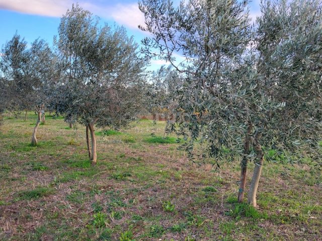 Terrain à vendre 2449 m² – Svetvinčenat