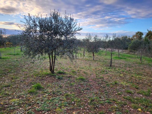 Terrain À vendre - Istarska Svetvinčenat - foto 2/8