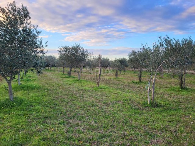 Terrain À vendre - Istarska Svetvinčenat - foto 5/8