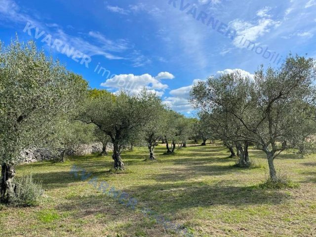 Pozemok na predaj 12000 m² – Vrbnik