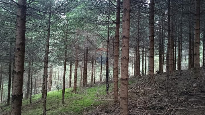 Terrain à vendre 6248 m² – Gomirje