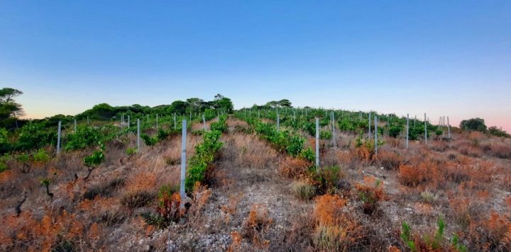 Land For sale - Splitsko-dalmatinska Vis - foto 2/6