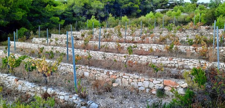 Land For sale - Splitsko-dalmatinska Vis - foto 4/6