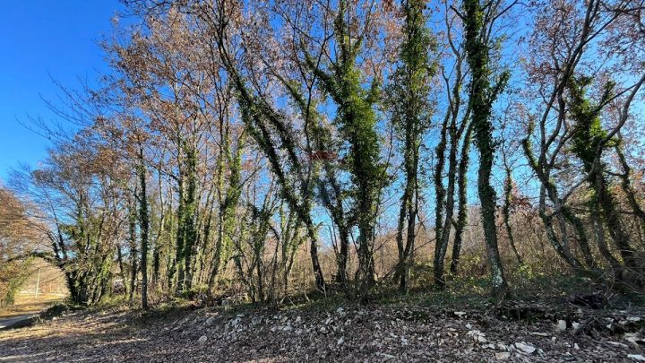 Grundstück Zu verkaufen - Istarska Tinjan - foto 2/3