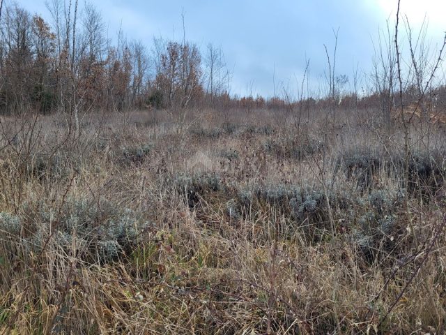 Pozemek Na prodej - Istarska Višnjan - foto 2/6