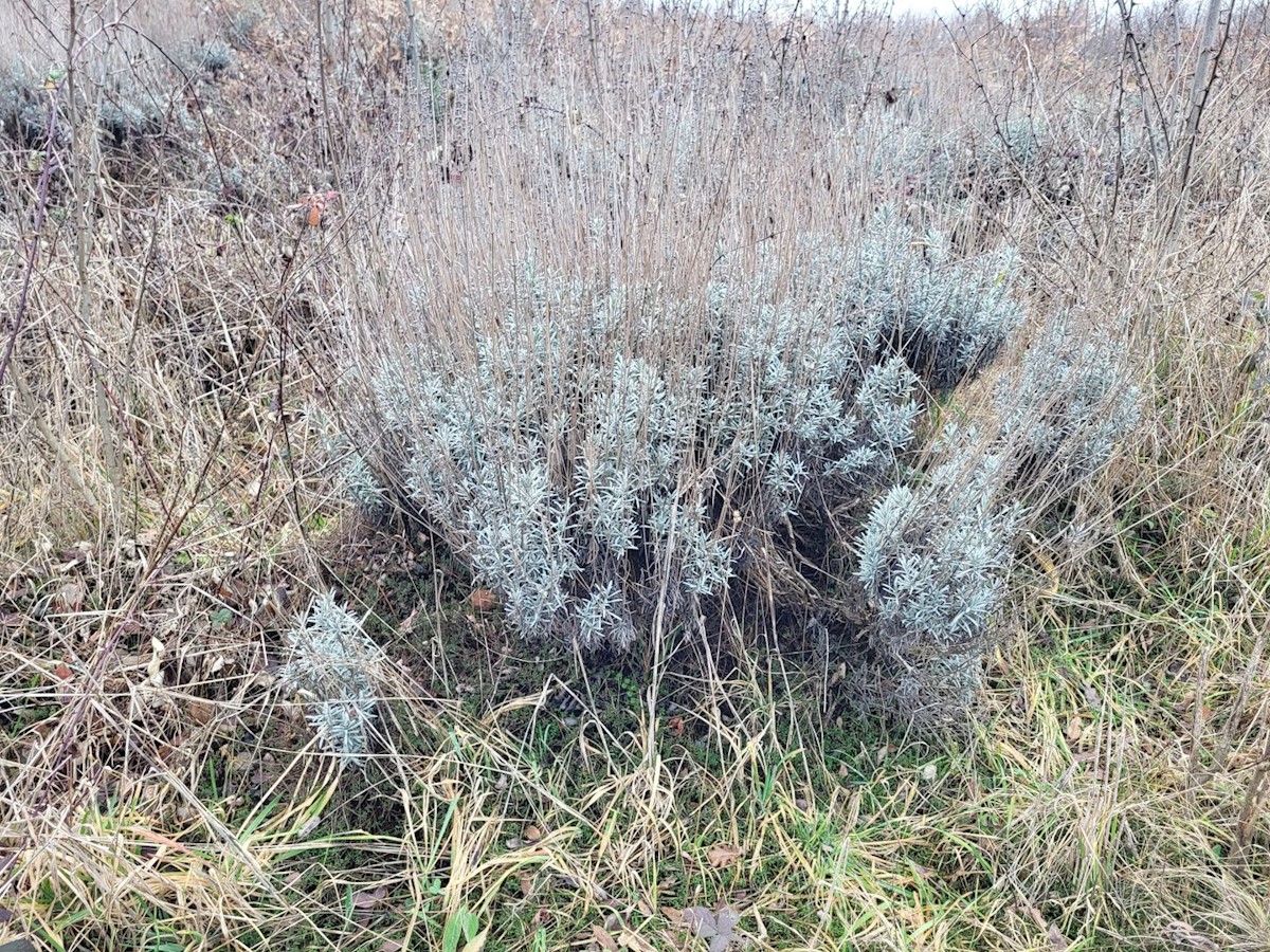 Terreno In vendita - ISTARSKA VIŠNJAN