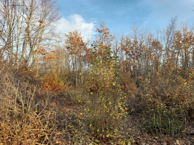 Zemljište na prodaju 3133 m² – Kanfanar