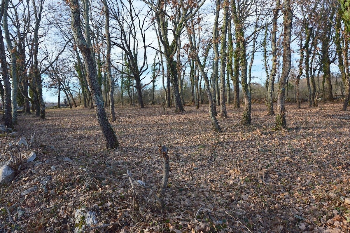 Zemljište Na prodaju - ISTARSKA TINJAN