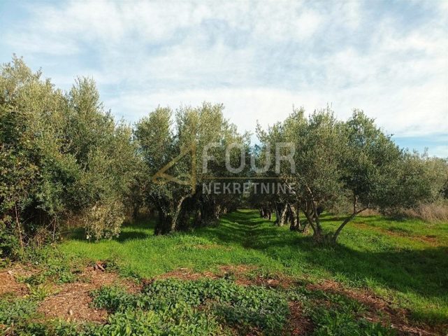 Land for sale 843 m² – Buje