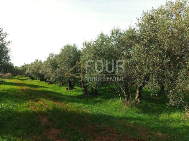 Terreno In vendita - Istarska Buje - foto 2/2