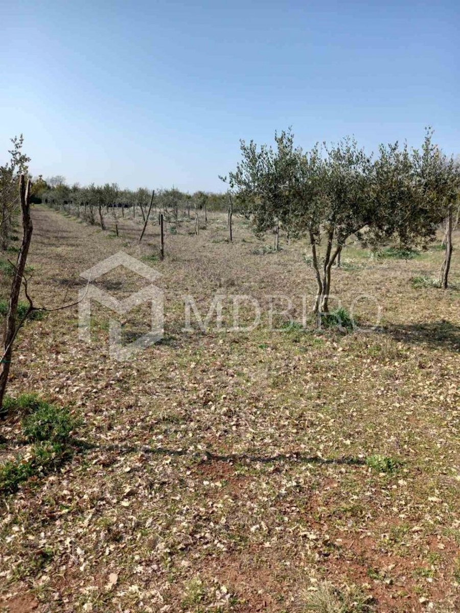 Land For sale - ISTARSKA VODNJAN