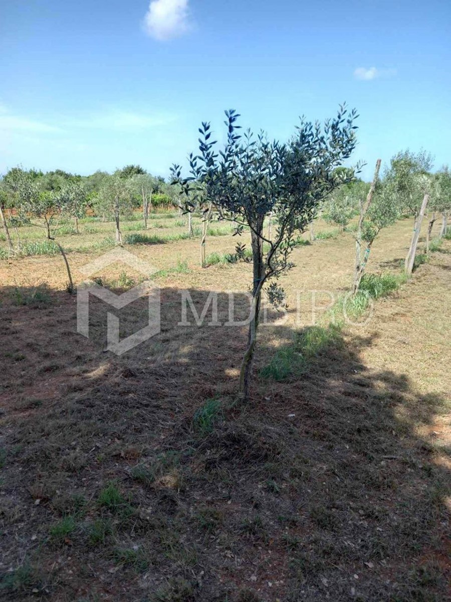 Land For sale - ISTARSKA VODNJAN