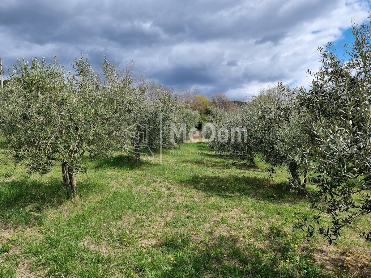 Land For sale - ISTARSKA CEROVLJE