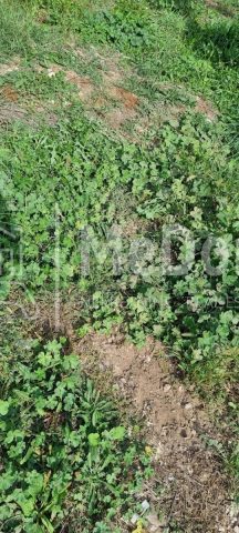 Land For sale - Istarska Pula - foto 5/5