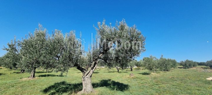 Terrain à vendre 7208 m² – Muntić