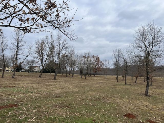 Land for sale 8289 m² – Vižinada