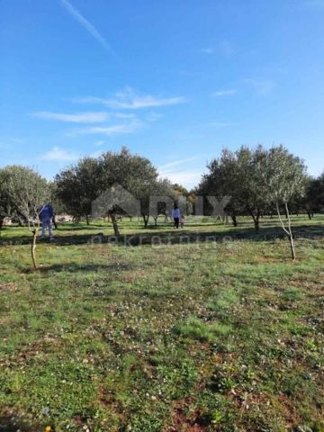 Terreno in vendita 13127 m² – Vrh
