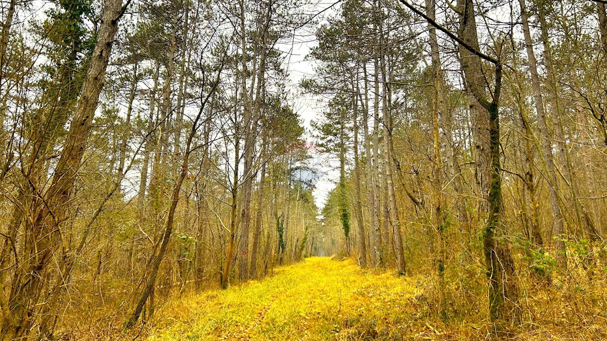 Terreno In vendita - ISTARSKA GROŽNJAN