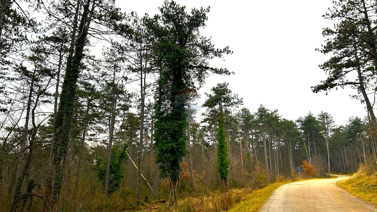 Land For sale - ISTARSKA GROŽNJAN