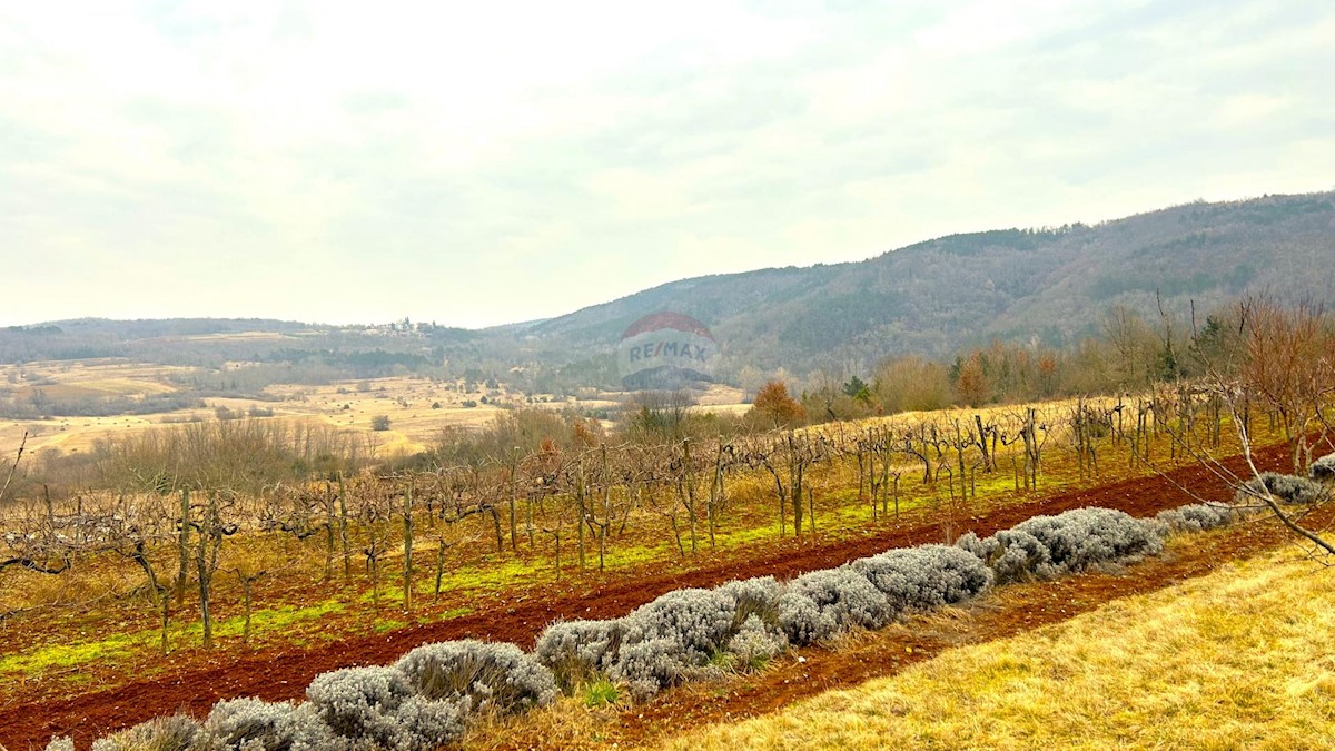 Land For sale - ISTARSKA GROŽNJAN