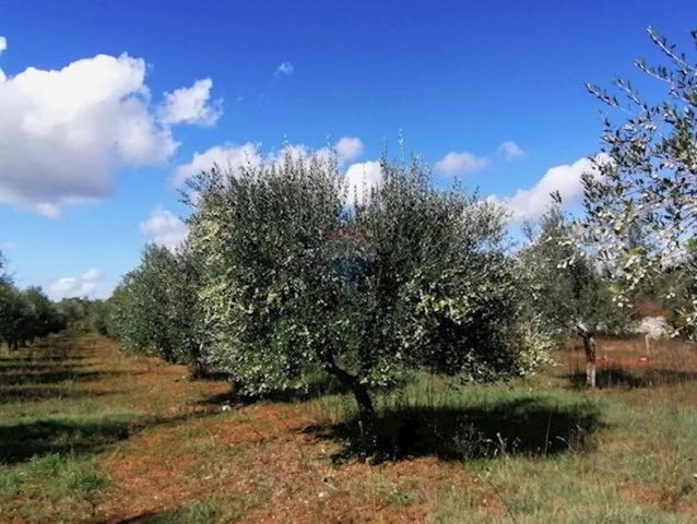 Zemljište na prodaju 5948 m² – Vodnjan