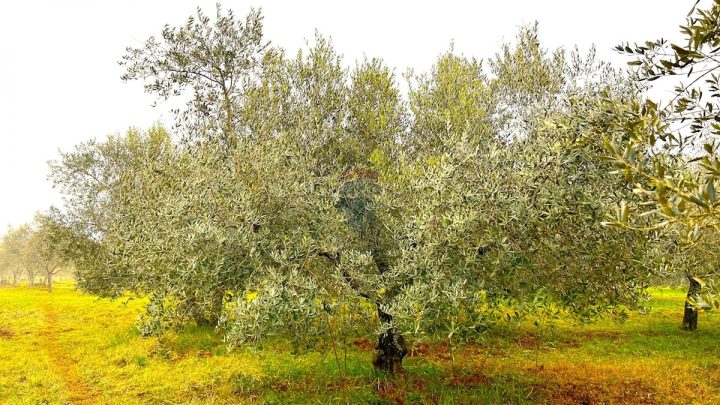 Land for sale 853 m² – Umag