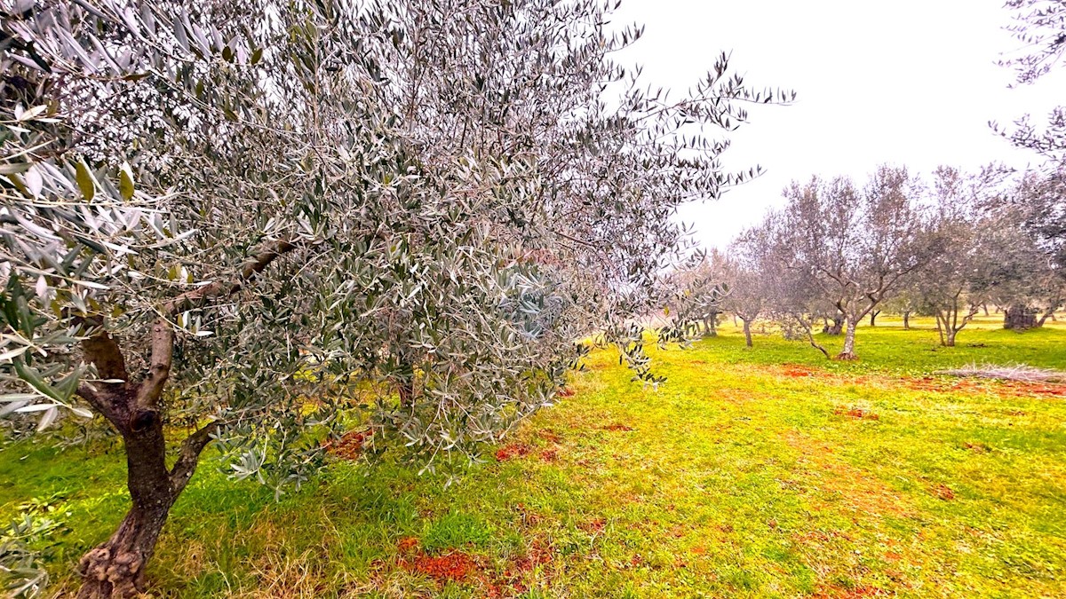 Terrain À vendre - Istarska Umag - foto 4/4