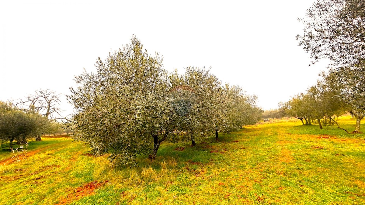 Działka Na sprzedaż - ISTARSKA Umag