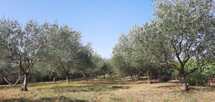 Pozemok na predaj 11000 m² – Pridraga